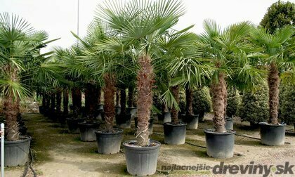 Mrazuvzdorná palma výška kmínku 120/130 cm, celková výška 200/250 cm, v květináči Trachycarpus fortunei